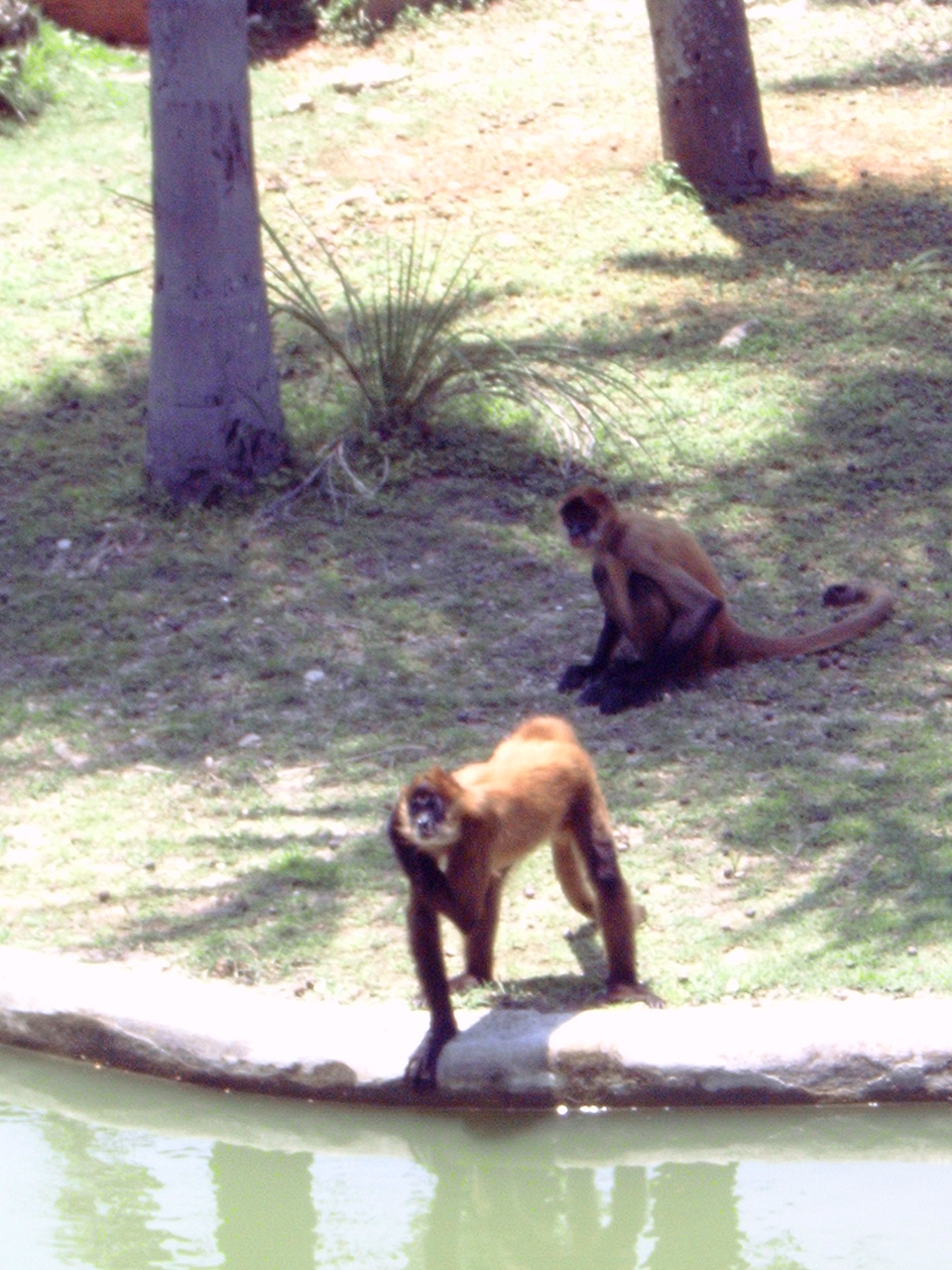Geoffroy's Spider Monkeys (Ateles geoffroyi)