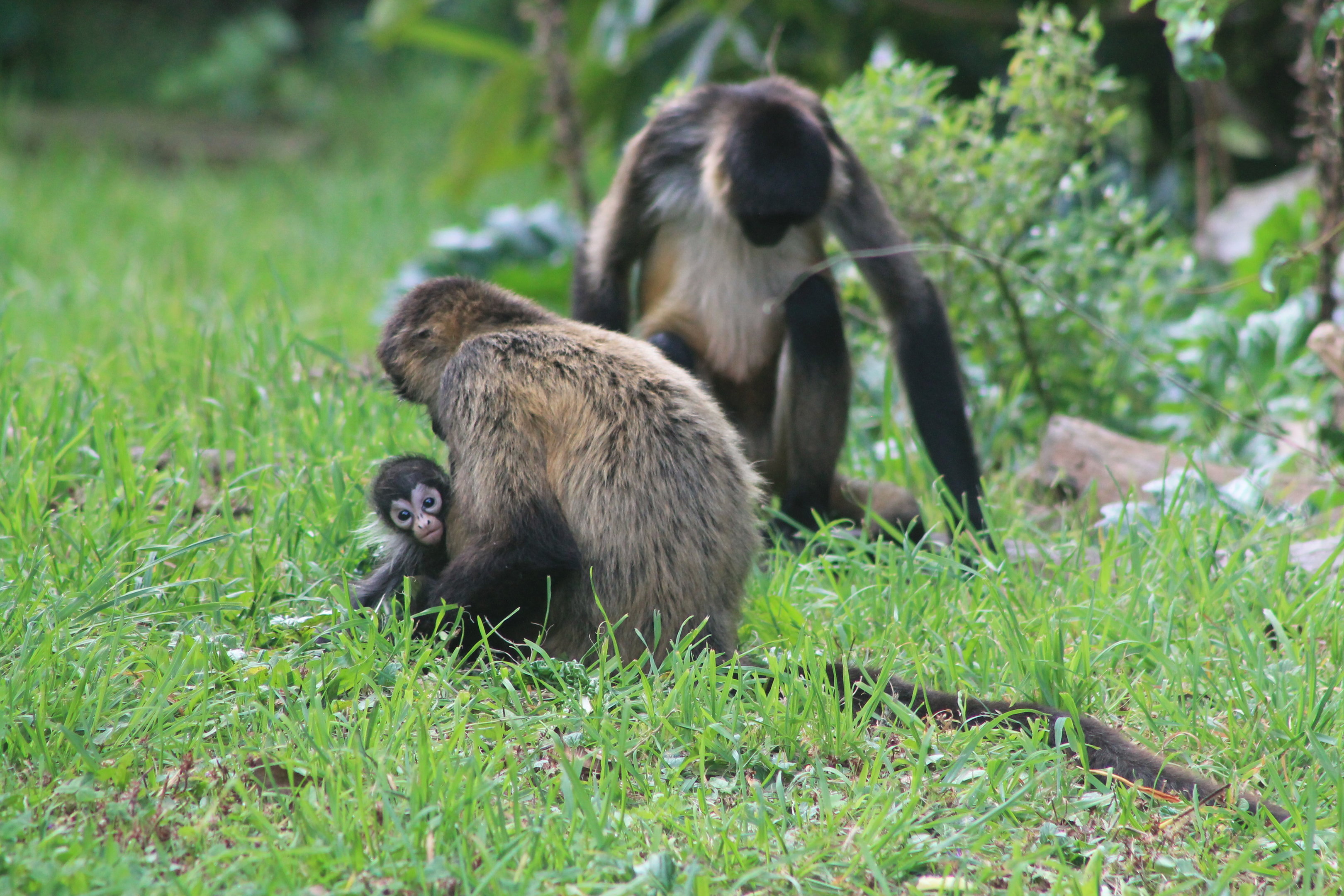 Geoffroy's Spider Monkeys with baby