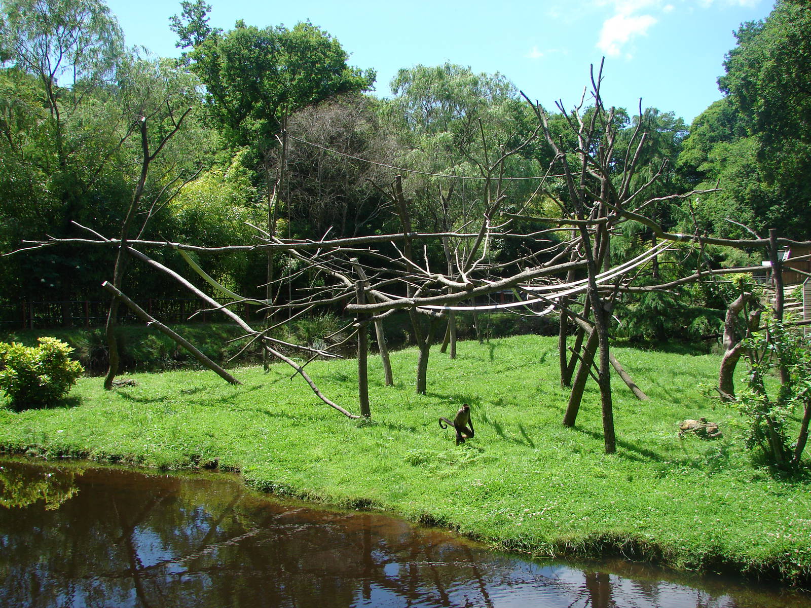 Geoffroy's spider monkeys