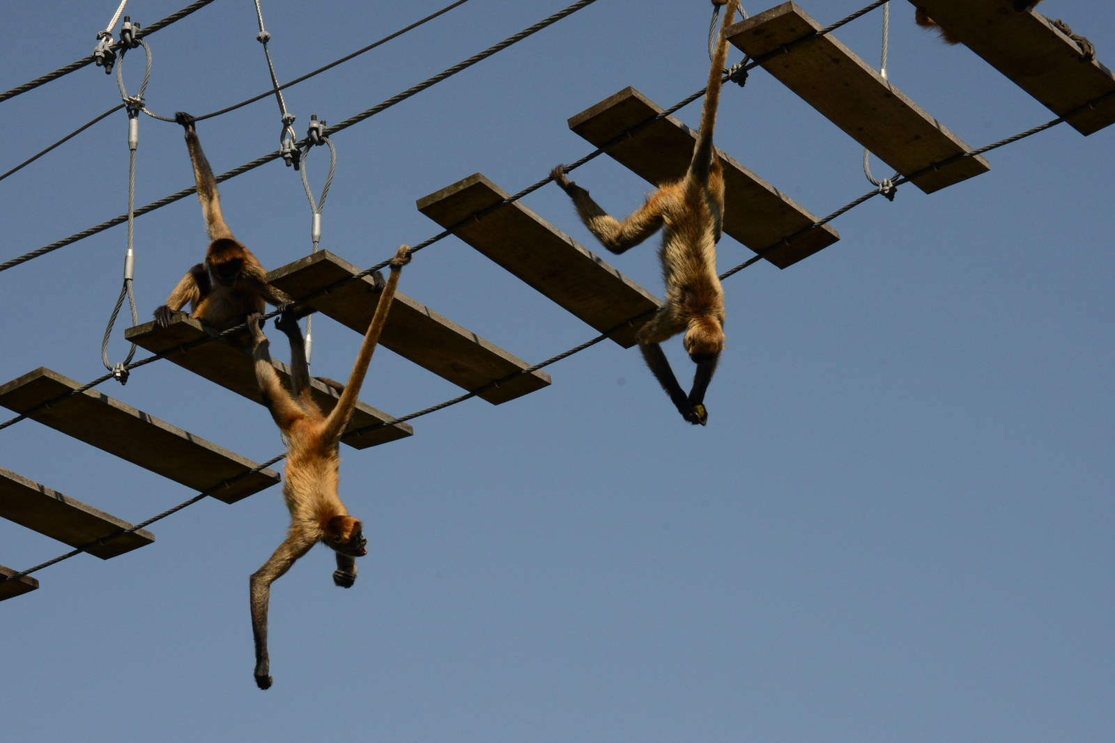 Geoffroy's spider monkeys