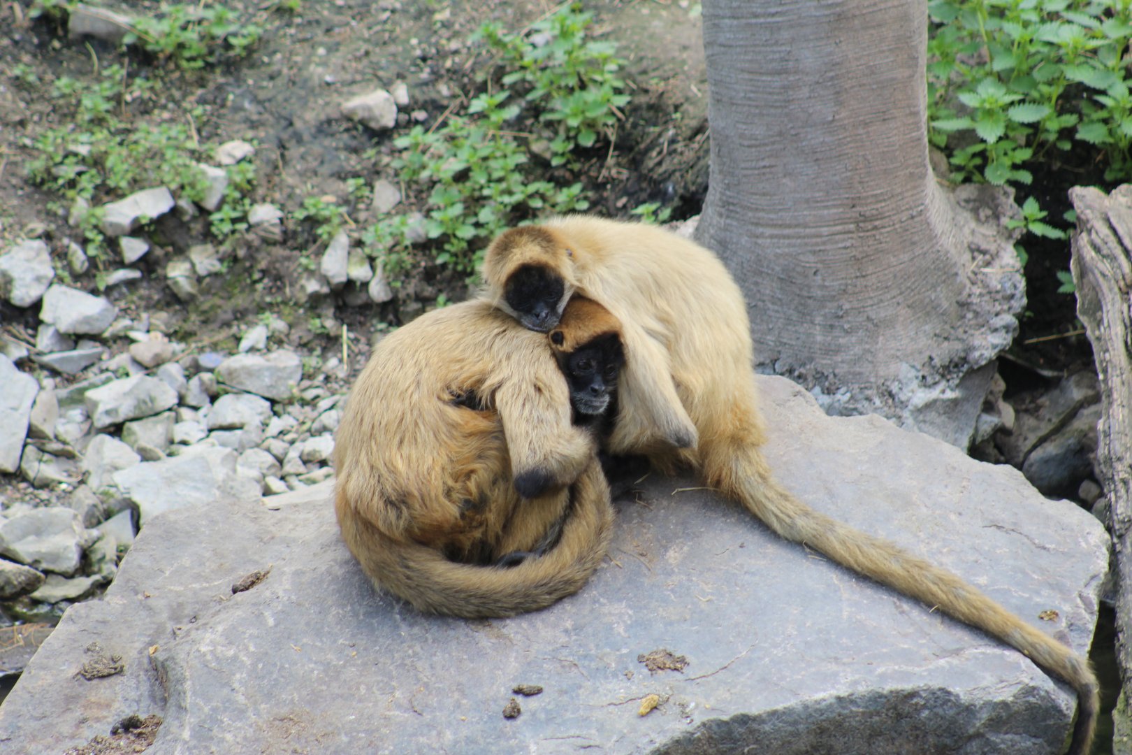 Geoffroy's Spider Monkeys