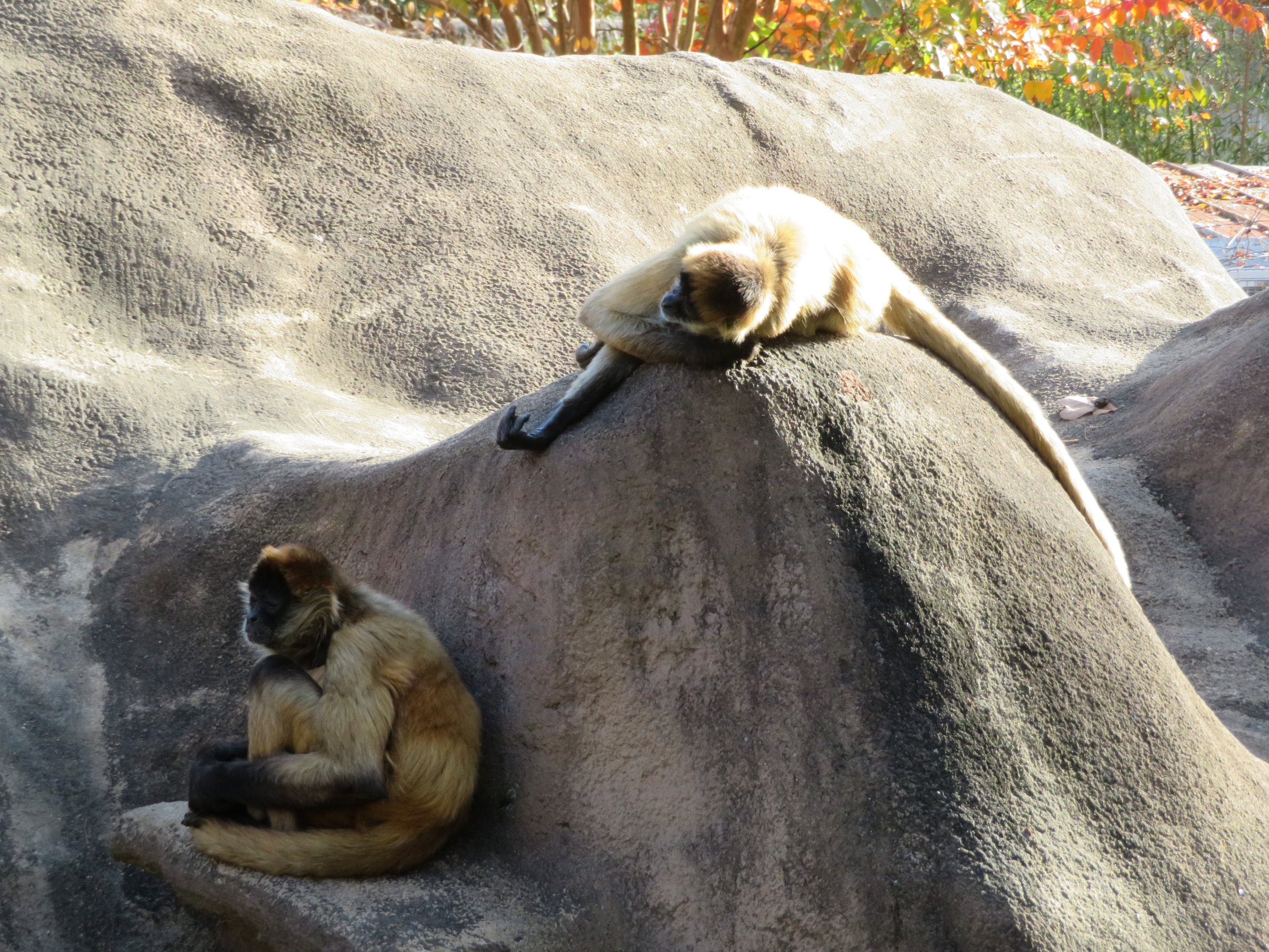 Geoffroy's Spider Monkeys
