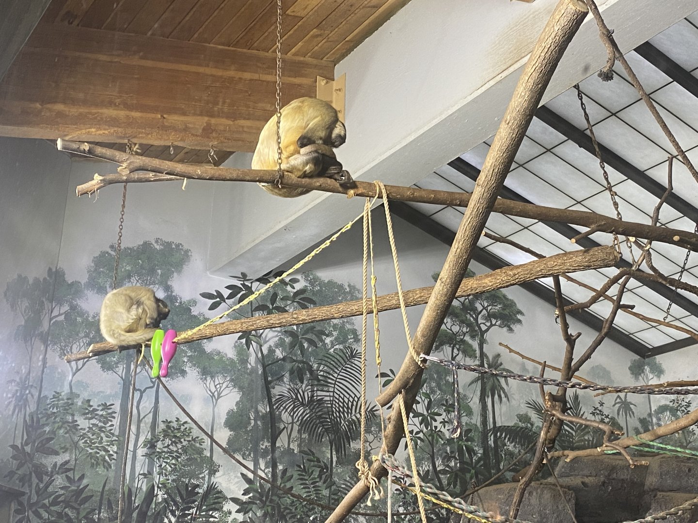 Geoffroy’s Spider Monkeys