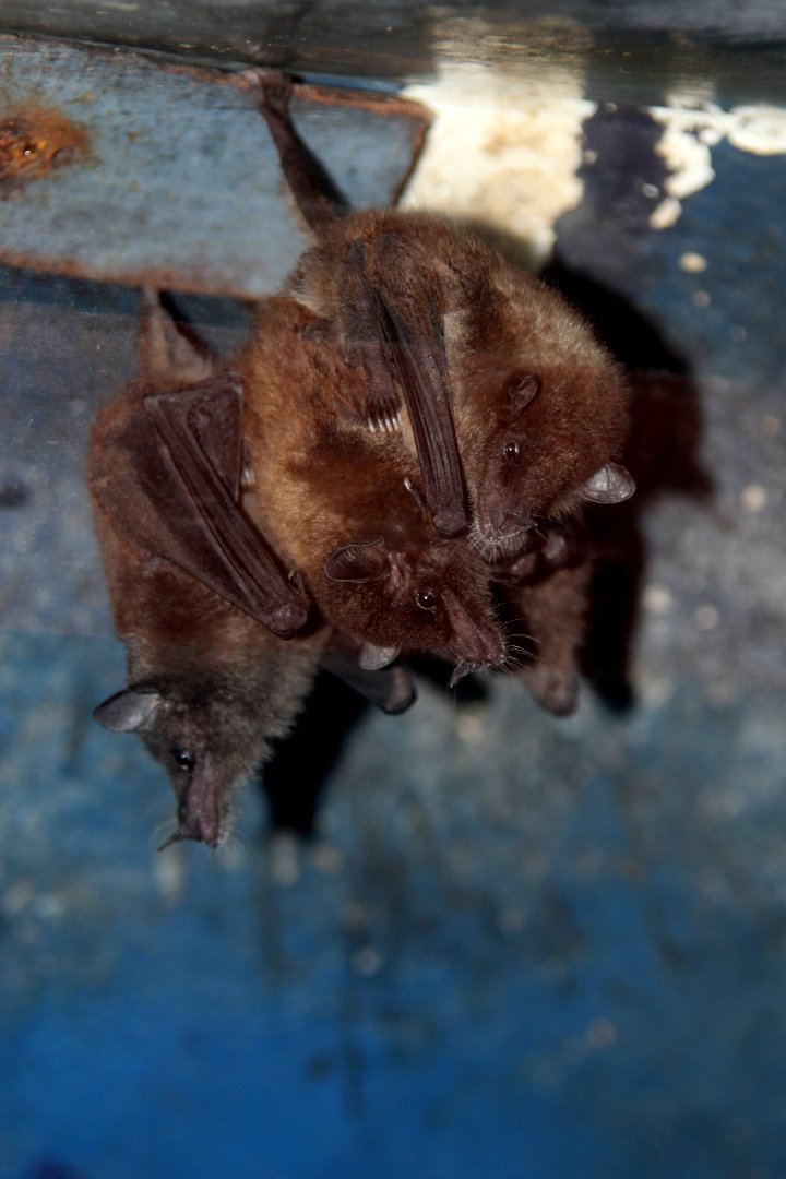 Geoffroy's tailless bat (Anoura geoffroyi)