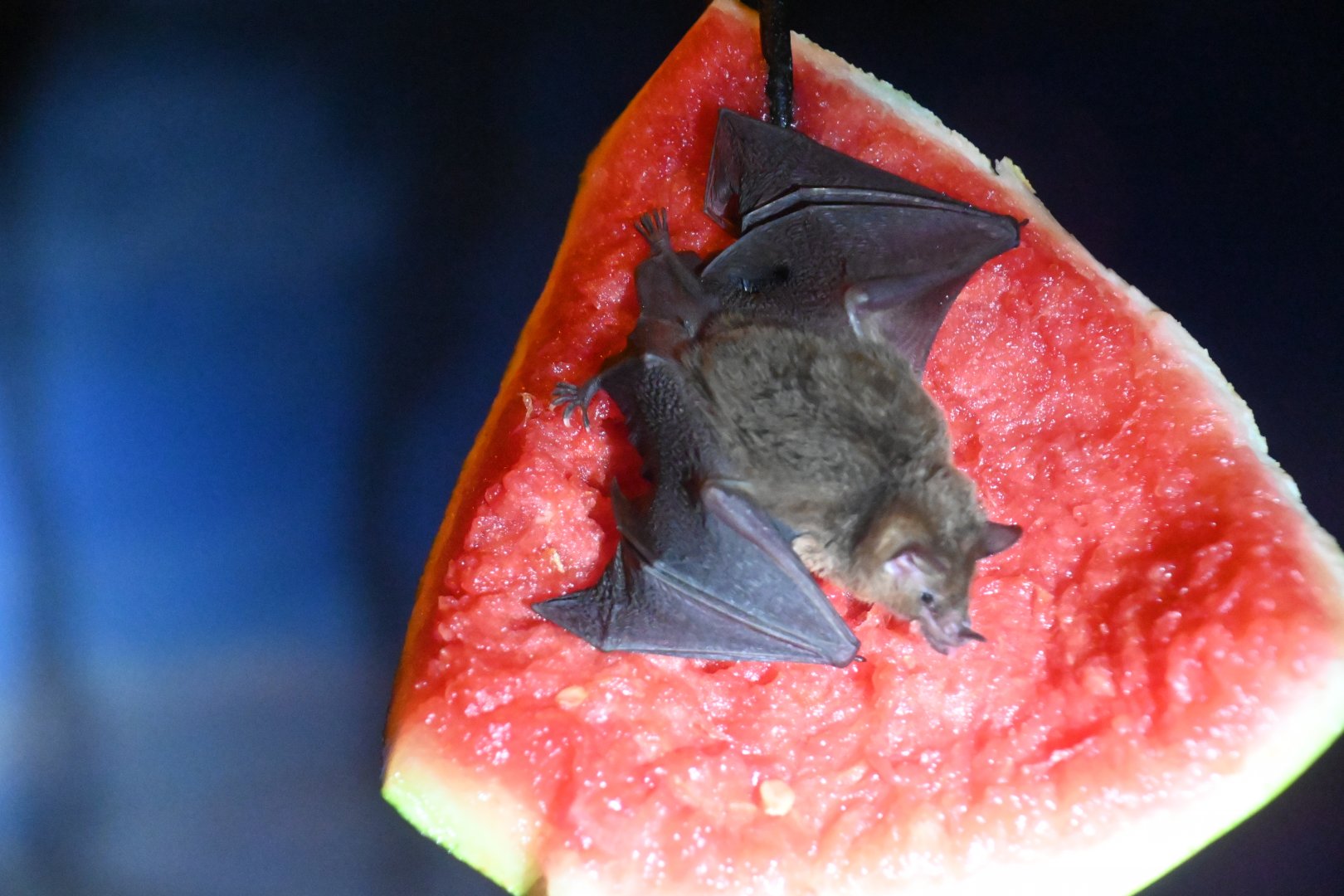 Geoffroy's Tailless bat (Anoura geoffroyi)