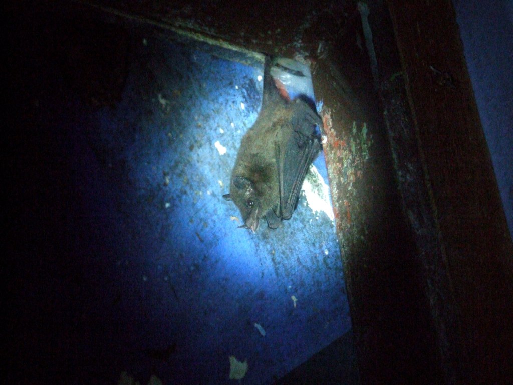 Geoffroy's Tailless Bat at the Bat Jungle, 21/04/14