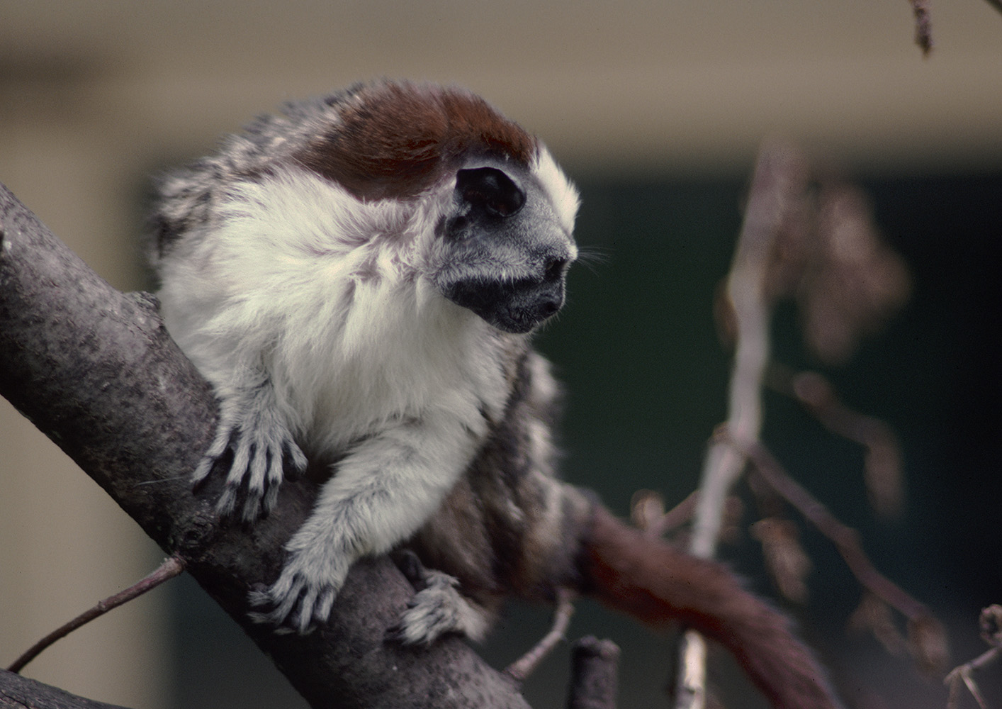 Geoffroy's tamarin 1988