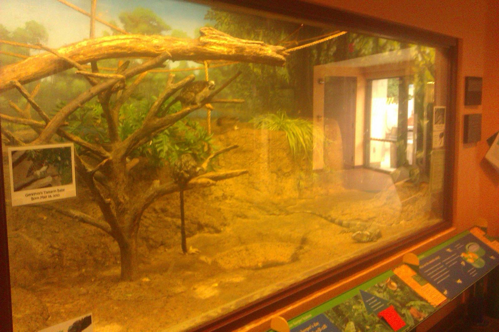 Geoffroy's tamarin and Iguana Exhibit