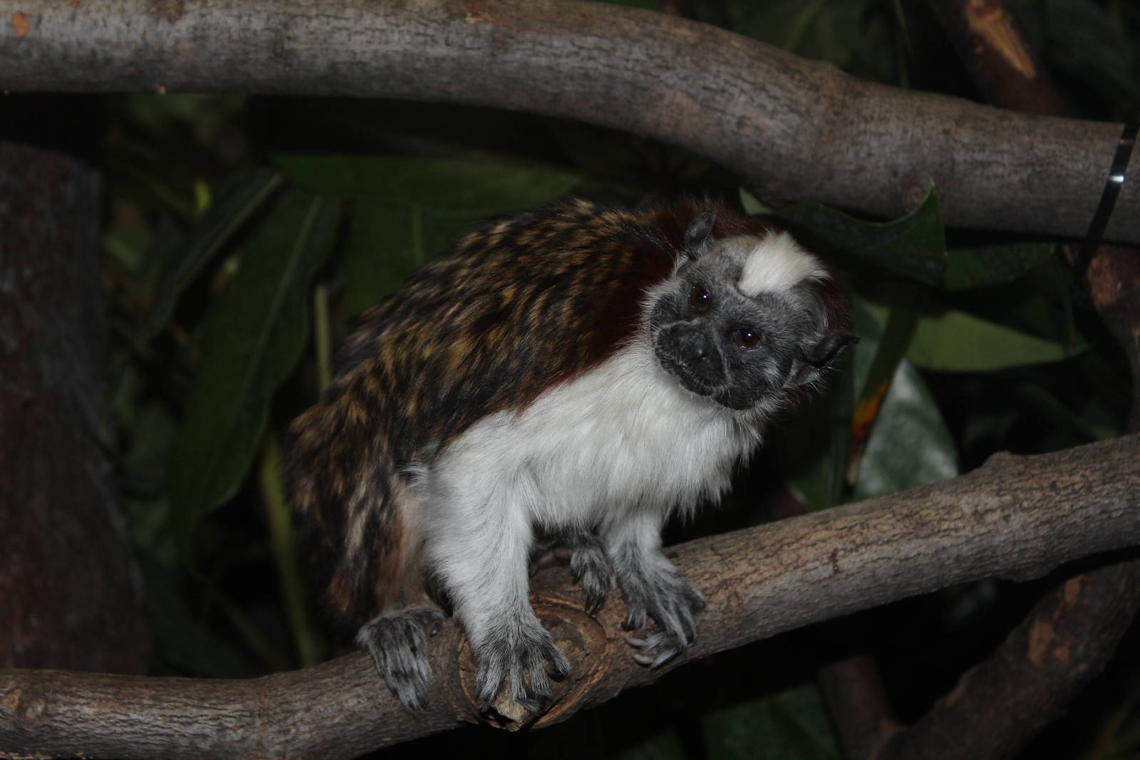 Geoffroy's Tamarin - Apr 2014