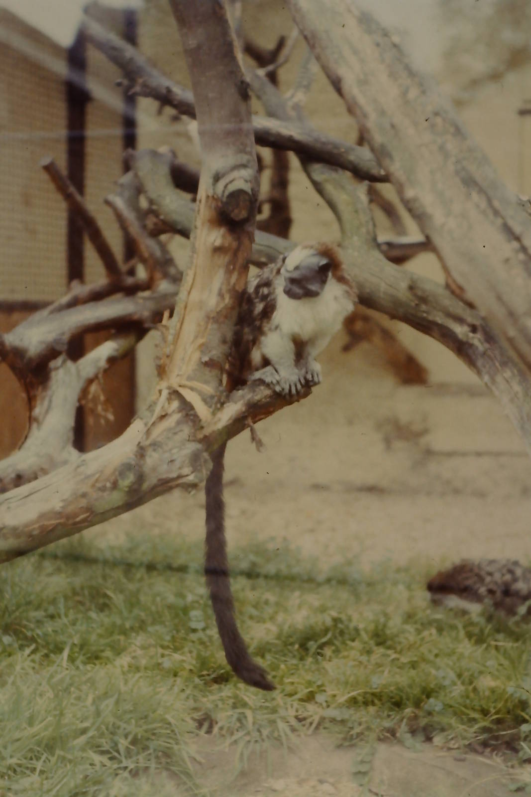 Geoffroy's Tamarin Bristol Zoo 1st October 1986