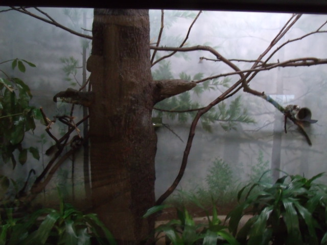 Geoffroy's Tamarin Enclosure
