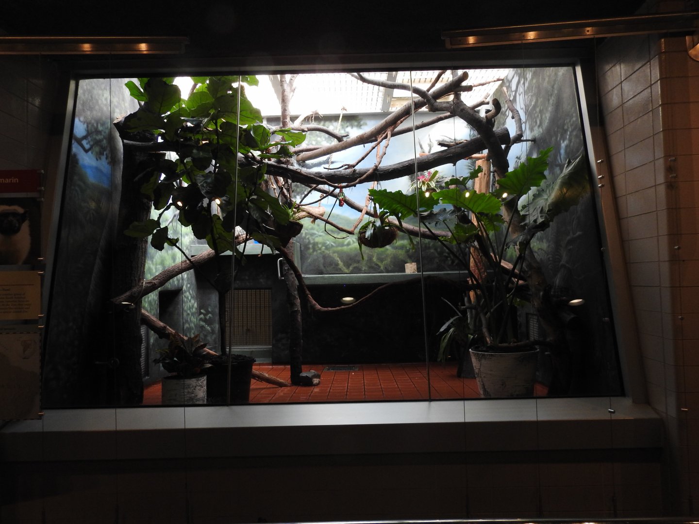Geoffroy's Tamarin Enclosure