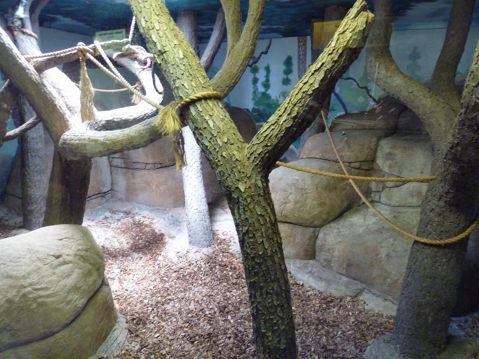 Geoffroy's Tamarin Exhibit