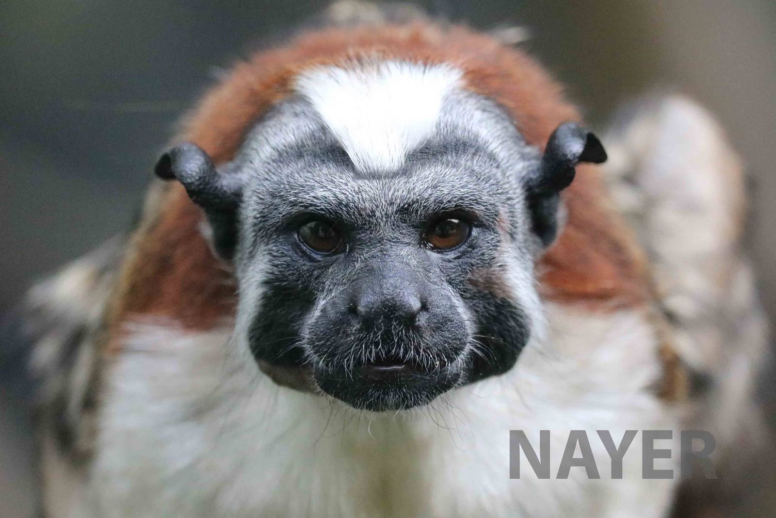 Geoffroy's tamarin, March 2016