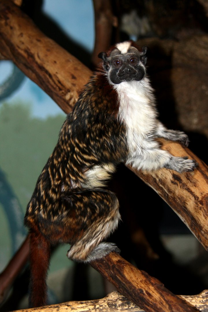 Geoffroy's tamarin (Saguinus geoffroyi) 2010