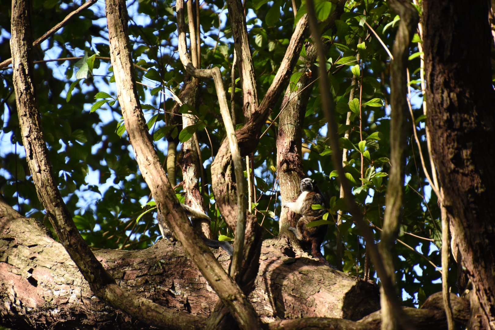 Geoffroy's tamarin (Saguinus geoffroyi)