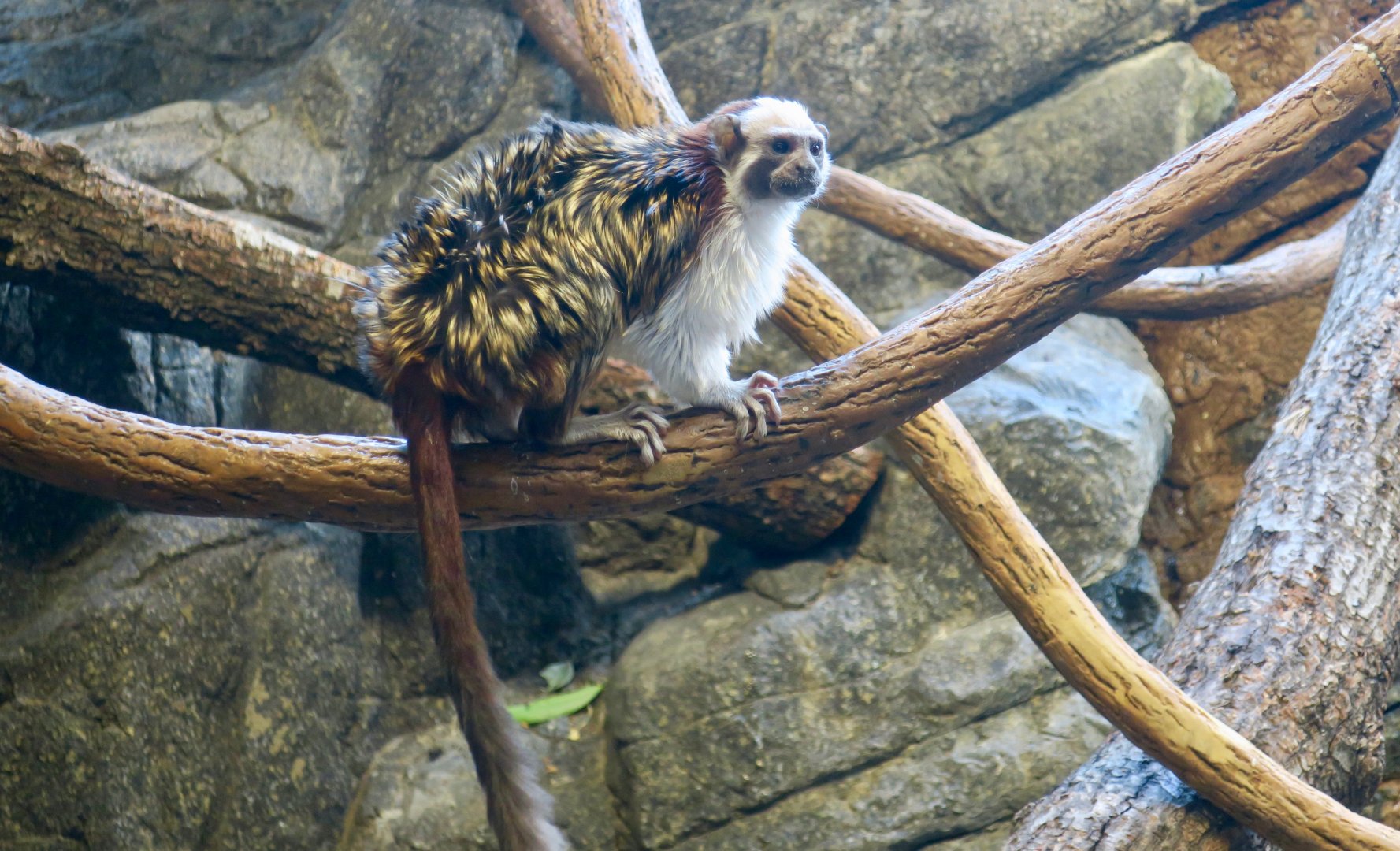 Geoffroy's Tamarin (Saguinus geoffroyi)