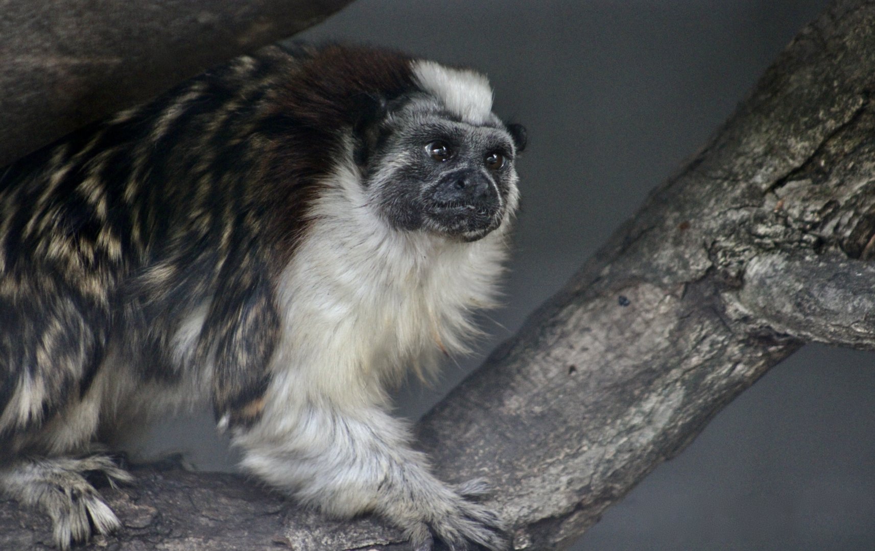Geoffroy's Tamarin (Saguinus geoffroyi)