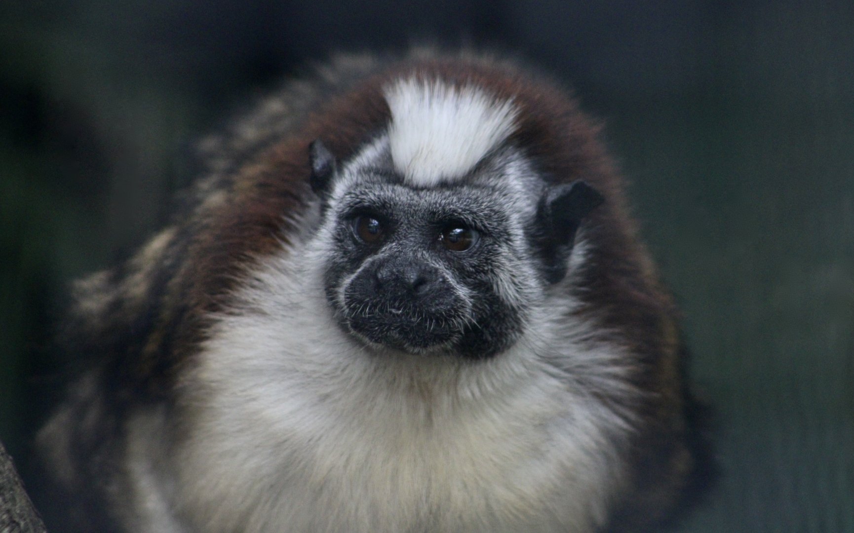Geoffroy's Tamarin (Saguinus geoffroyi)