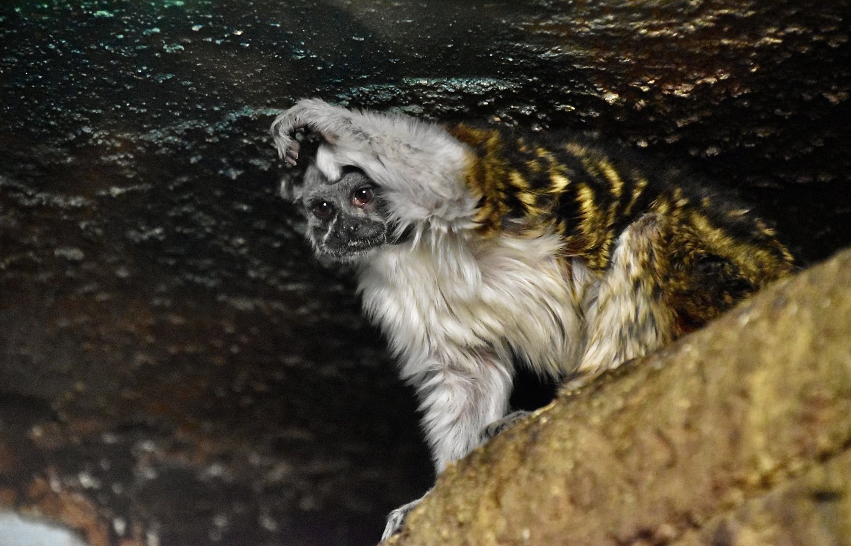 Geoffroy's Tamarin (Saguinus geoffroyi)
