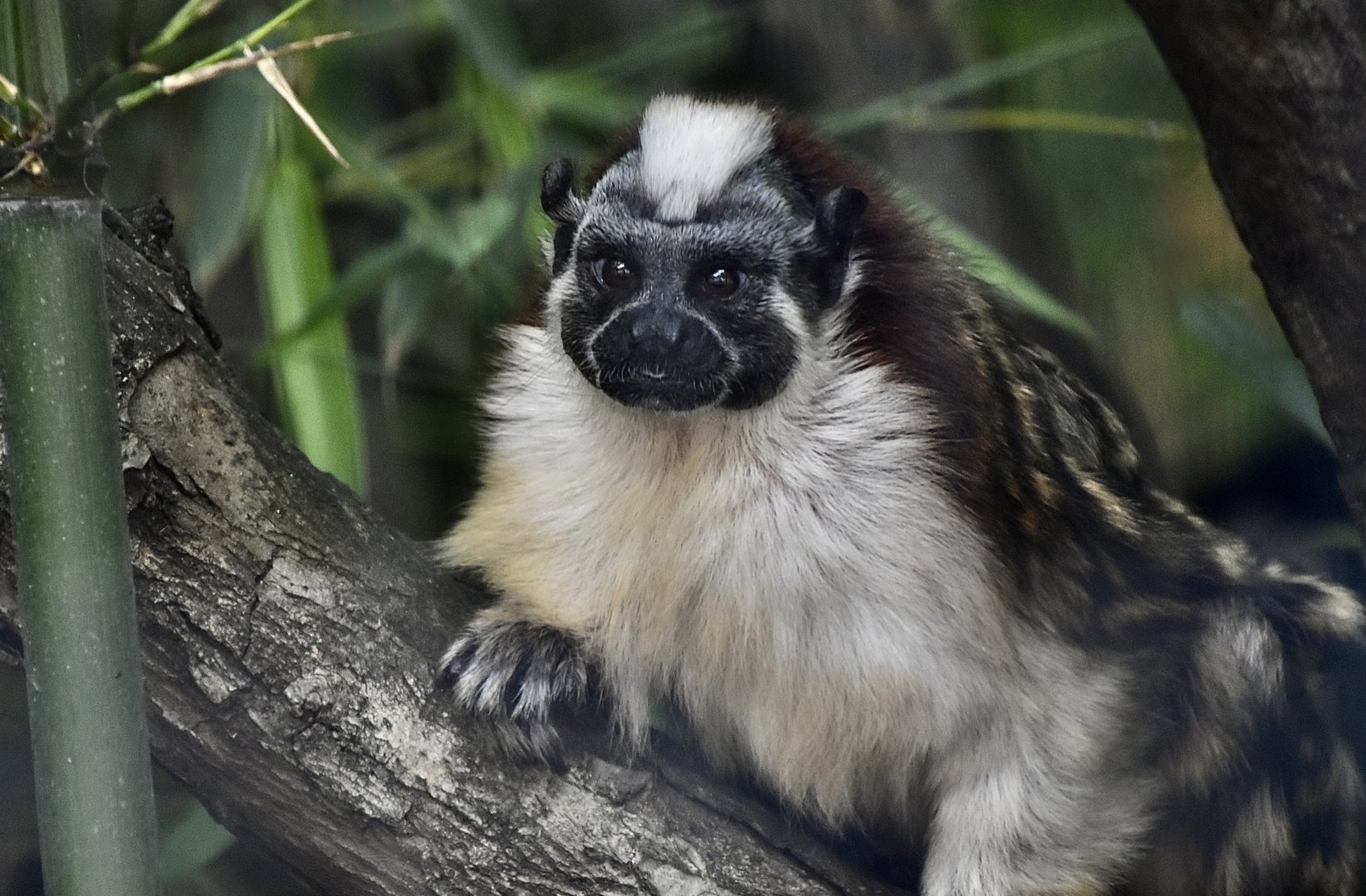 Geoffroy's Tamarin (Saguinus geoffroyi)