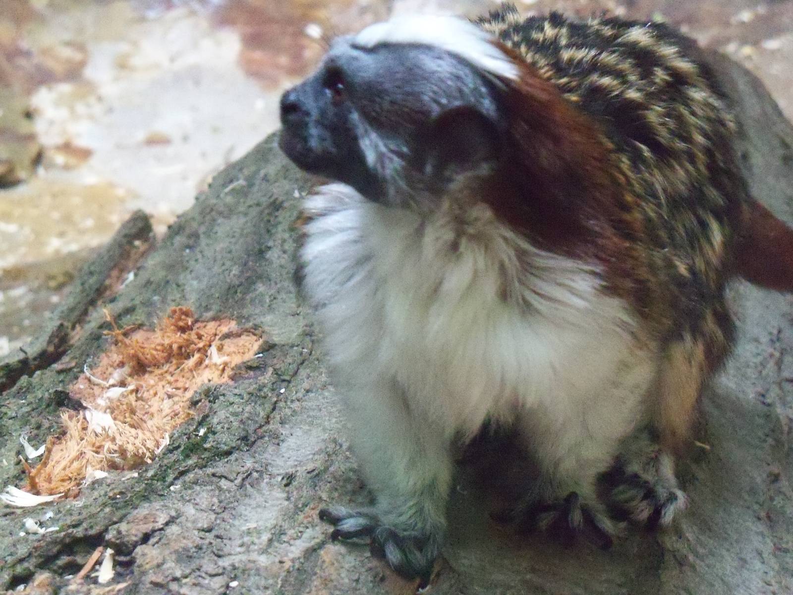 Geoffroy's Tamarin