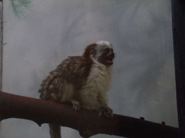 Geoffroy's Tamarin
