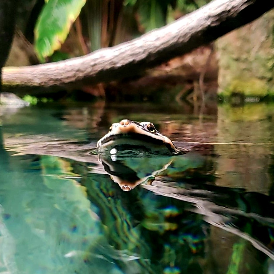 Geoffroy's Toad-Headed Turtle (Phrynops geoffroanus)