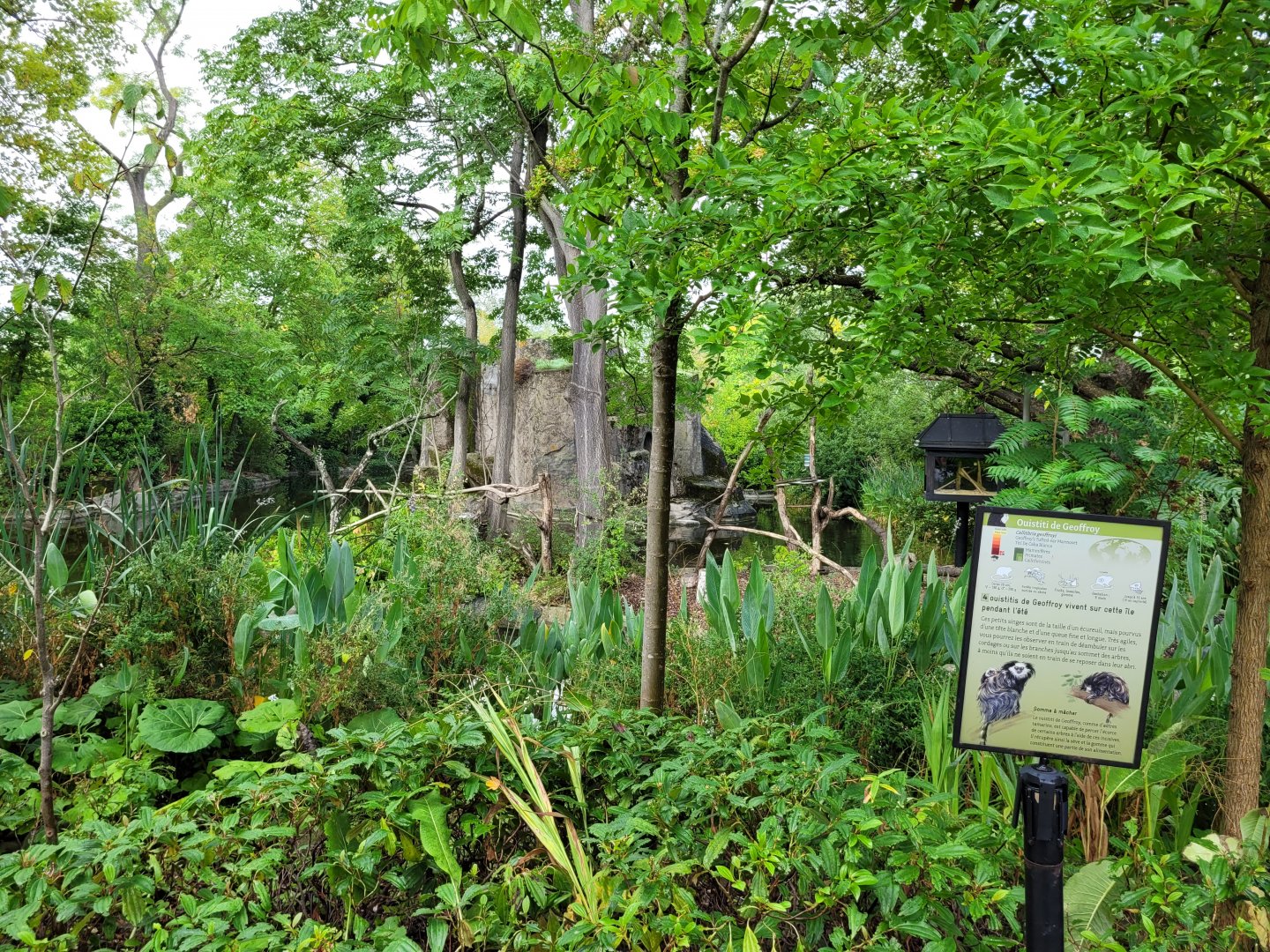 Geoffroy's tuft-eared marmoset exhibit -Parc Zoologique de Paris (2022)