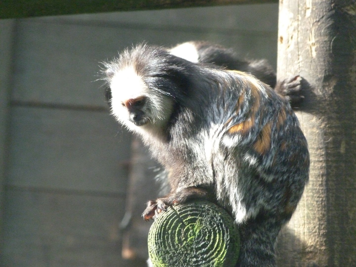 Geoffroy’s tuft-eared marmoset -Zoo de Santillana del Mar (2024)