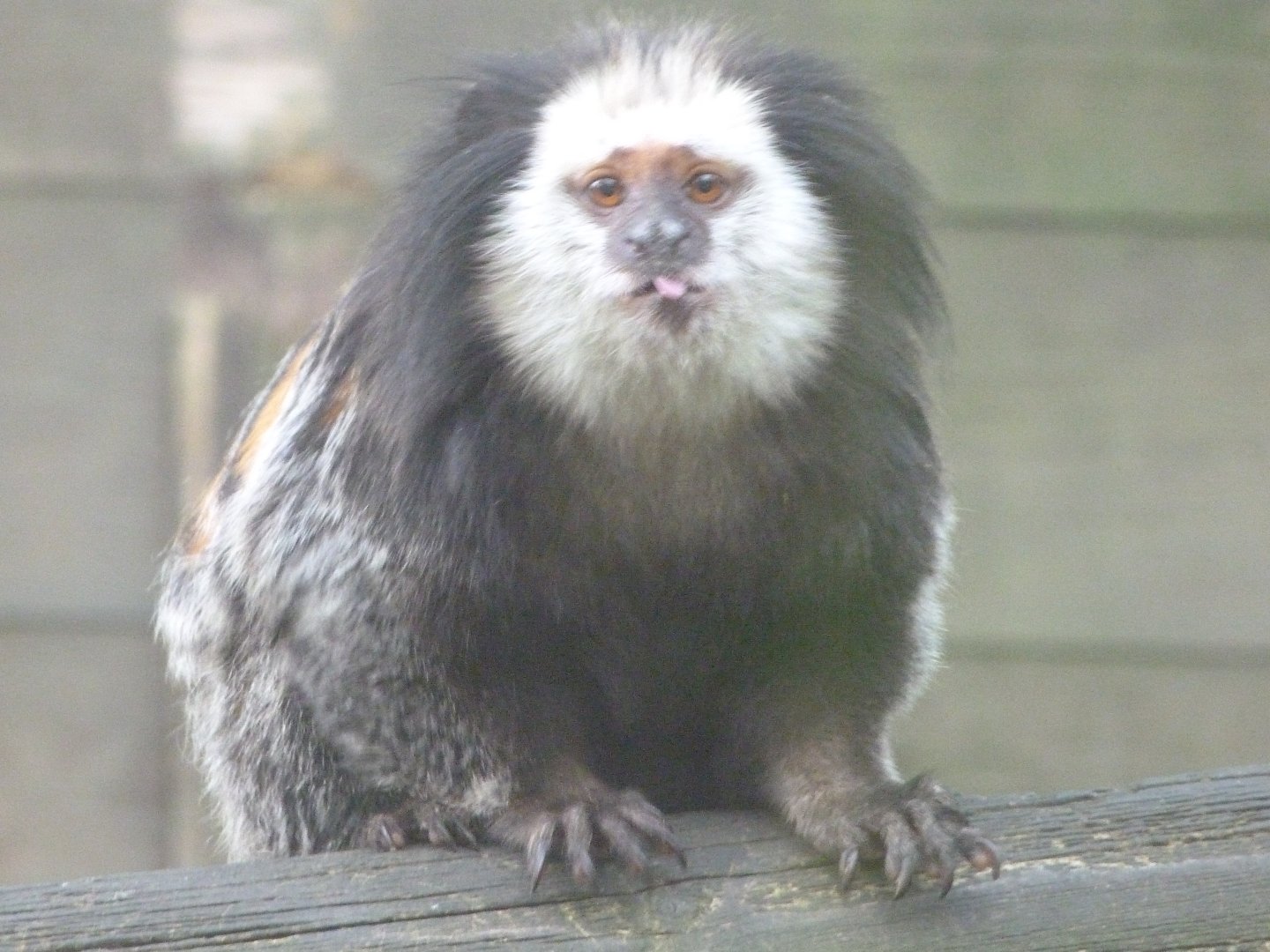 Geoffroy’s tuft-eared marmoset -Zoo de Santillana del Mar (2024)