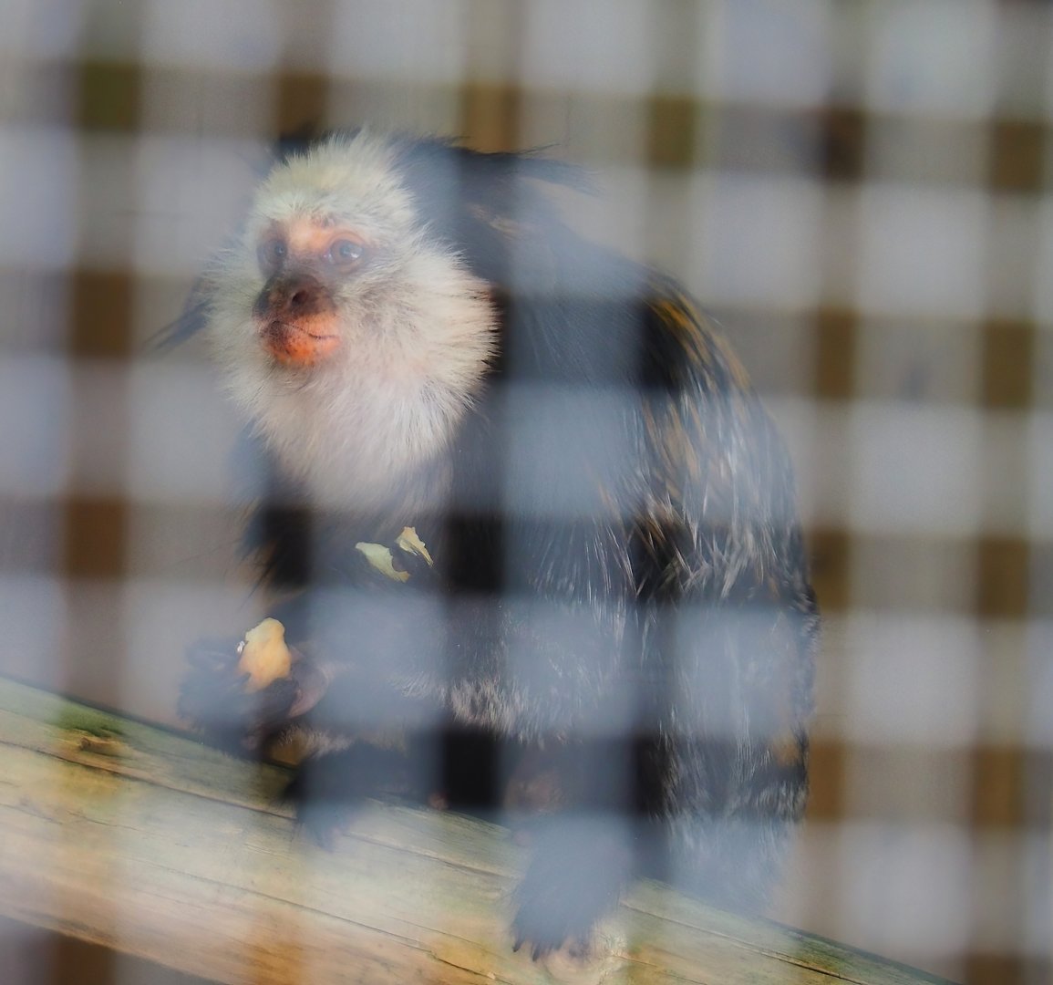Geoffroy's tufted-ear marmoset (Callithrix geoffroyi), 2023-06-24