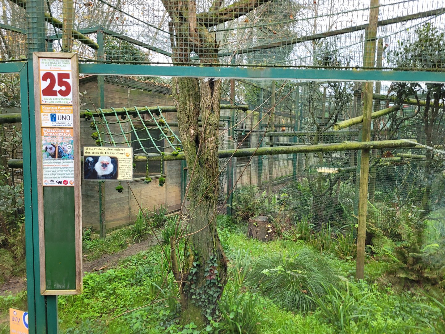 Geoffroy's tufted-ear marmoset exhibit -Zoo de Santillana del Mar (2023)