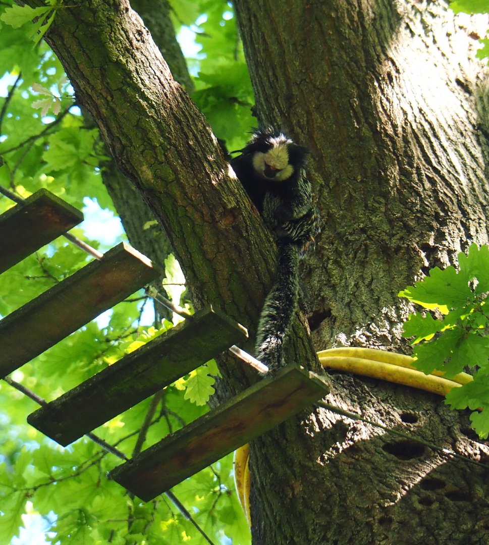 Geoffroy's tufted-ear marmoset in an oak tree (Callithrix geoffroyi), 2021-06-01