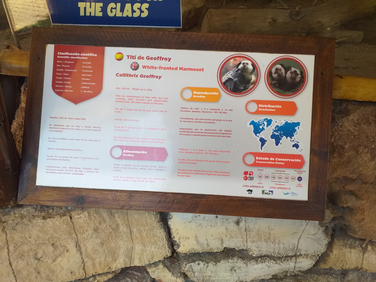 Geoffroy's tufted-ear marmoset sign -MundoMar Benidorm (2021)