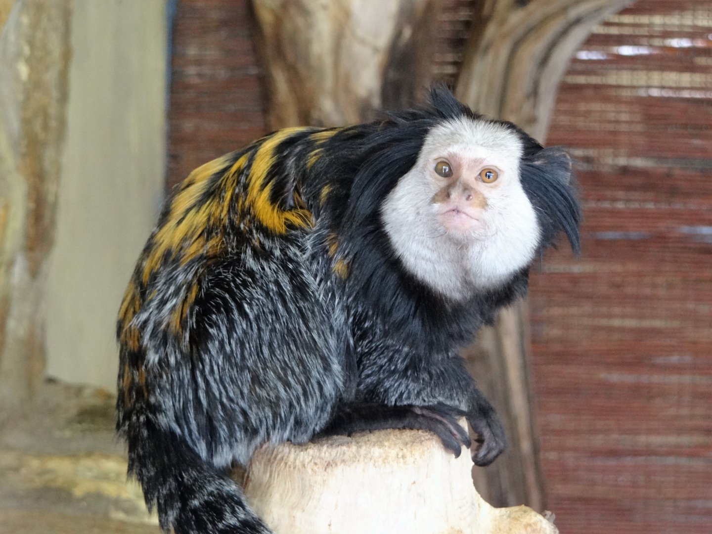 Geoffroy's Tufted-ear Marmoset