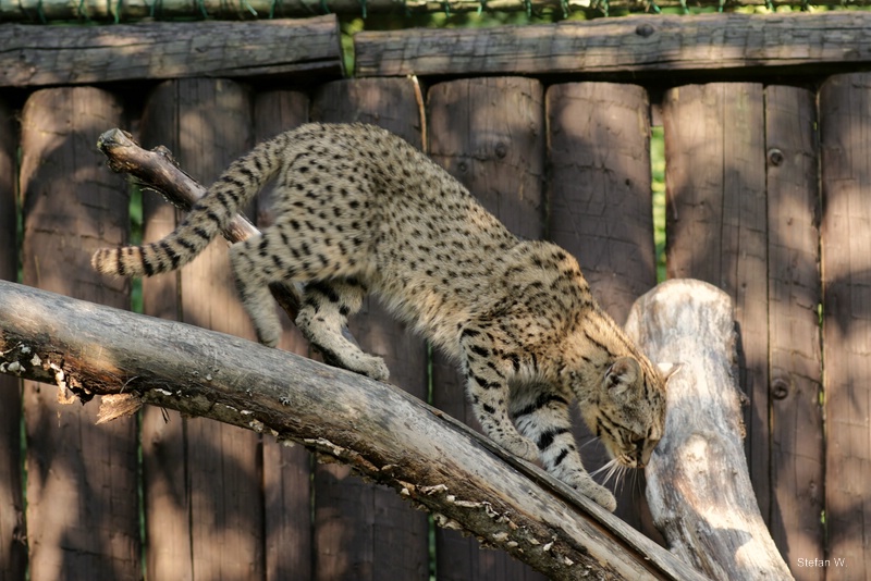 Geofrey's Cat (Leopardus geoffroyi salinarum)
