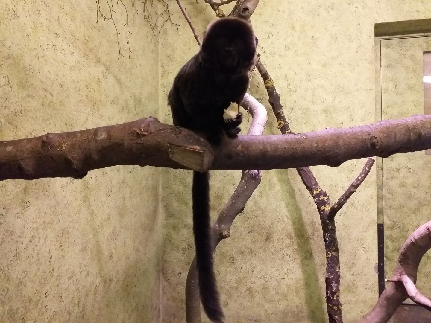 Geoldi's marmoset in Enchanted Forest