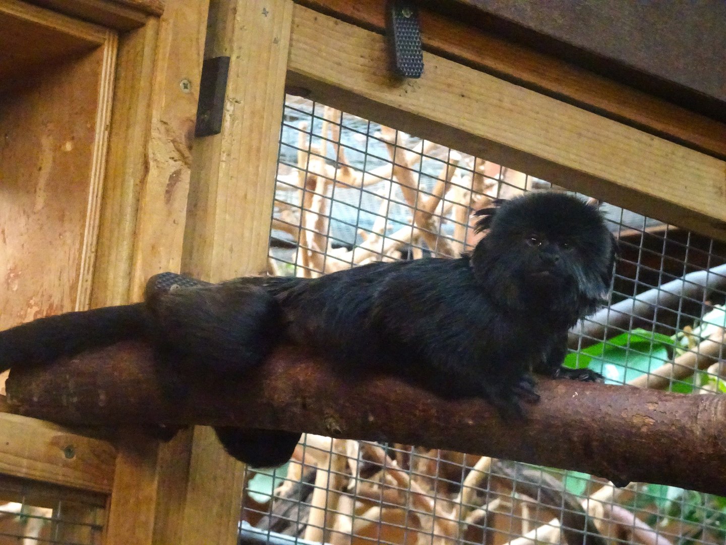 Geoldi’s monkey 17 August 2025