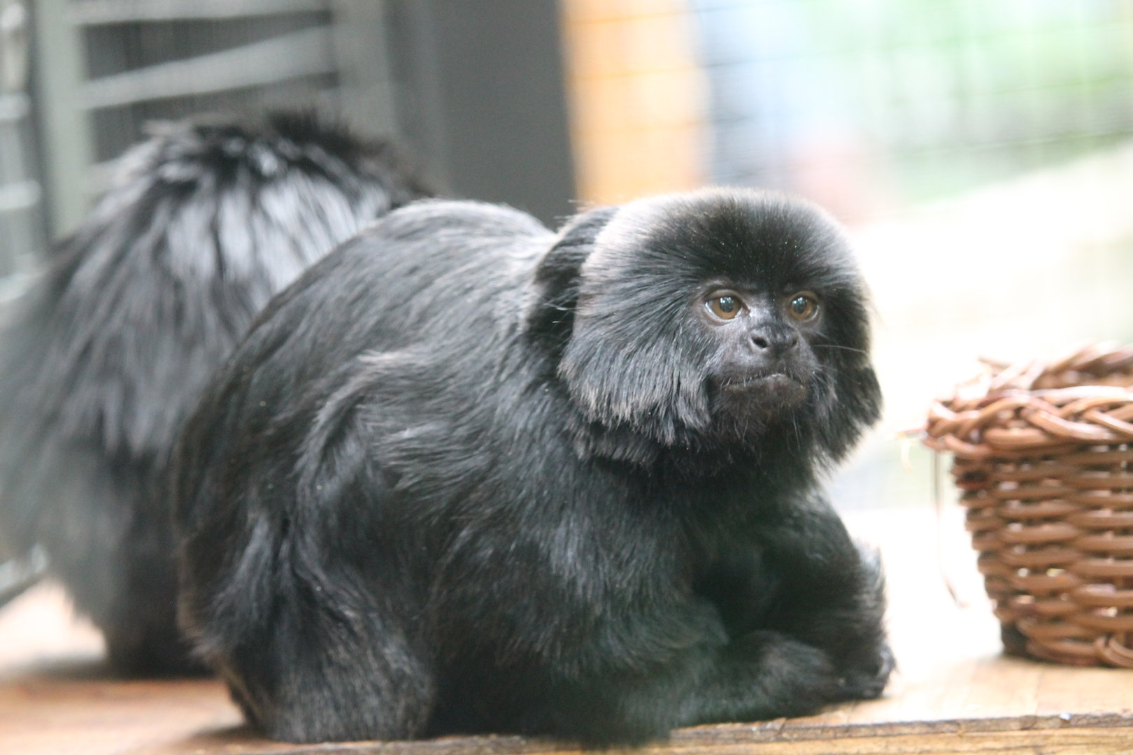 Geoldi’s Monkey (Callimico goeldii)