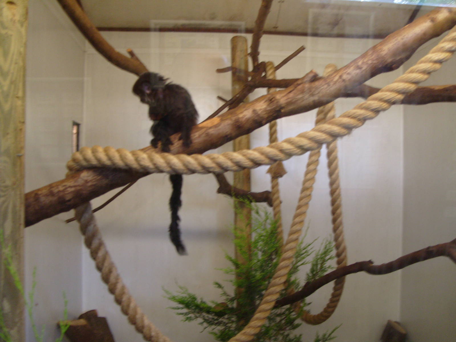 GEOLDIS MONKEY INDOOR ENCLOSURE