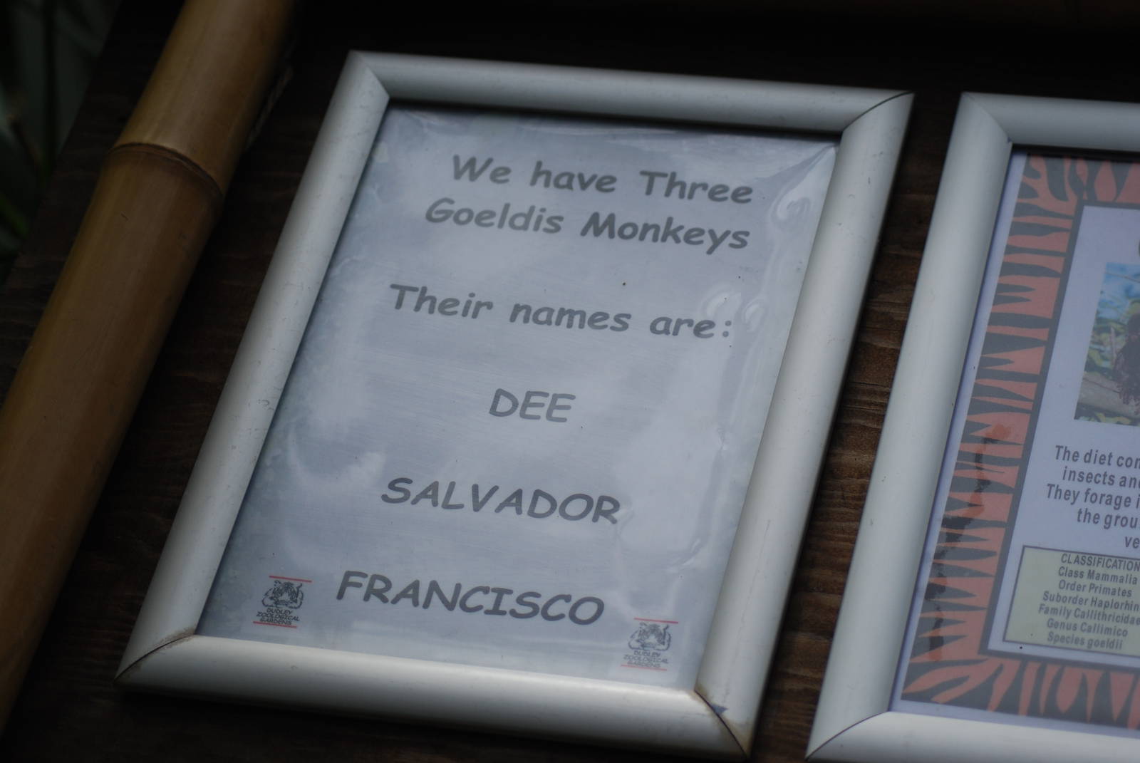 Geoldis Monkeys in Monkey Tails name list