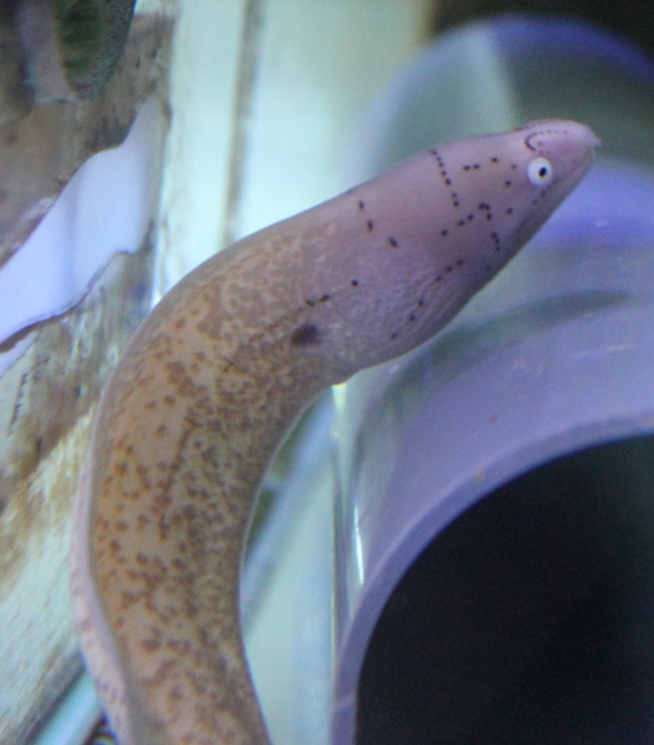Geometric moray - Gymnothorax griseus