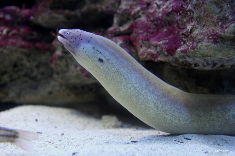 Geometric Moray (Gymnothorax griseus)