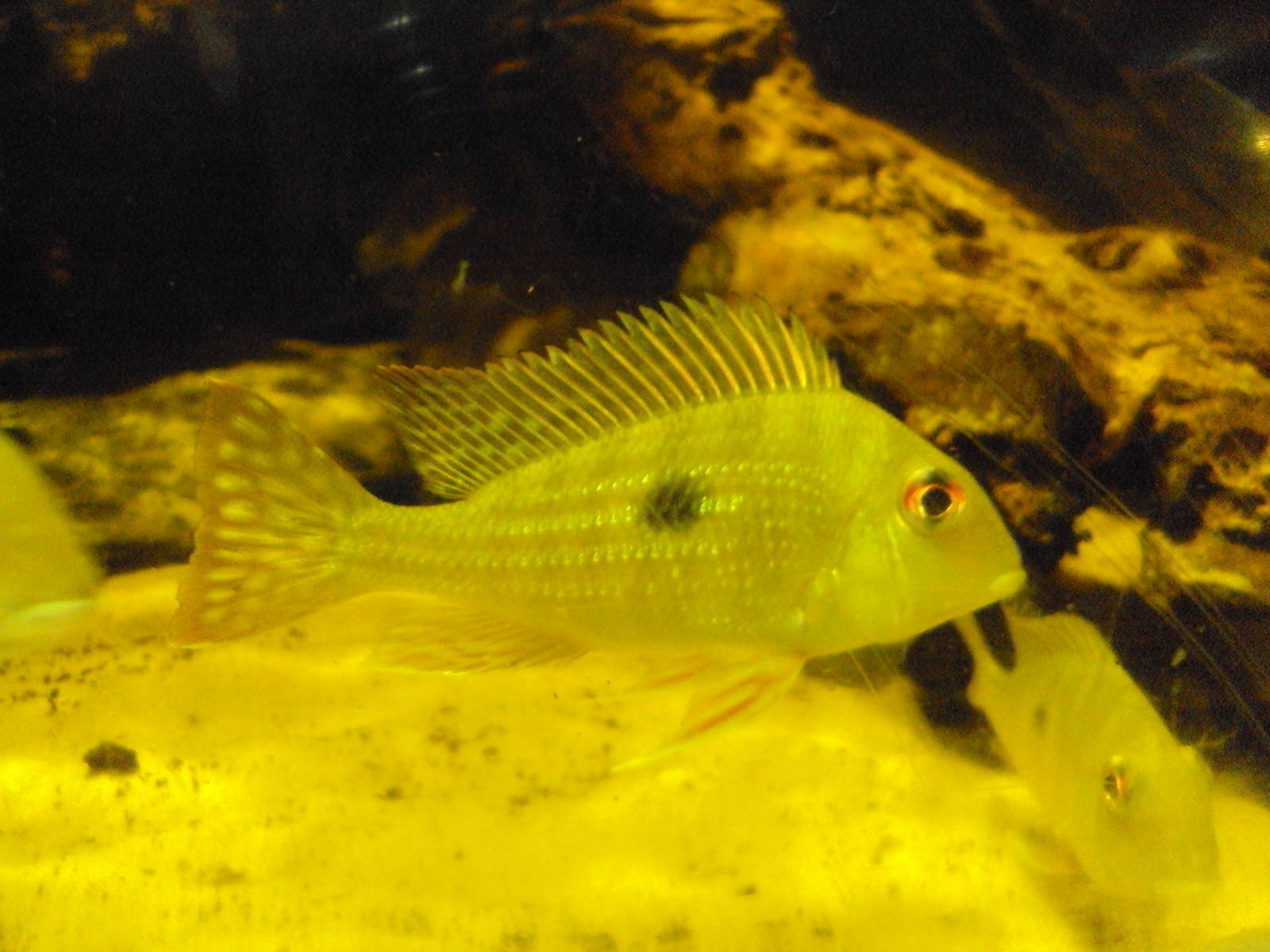 (Geophagus altifrons)