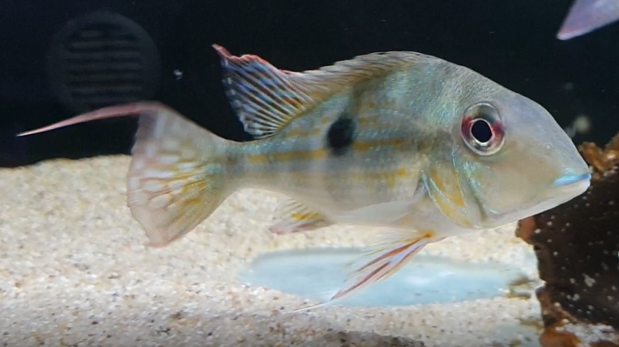 Geophagus brachybranchus