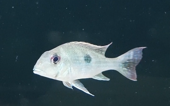 Geophagus brachybranchus