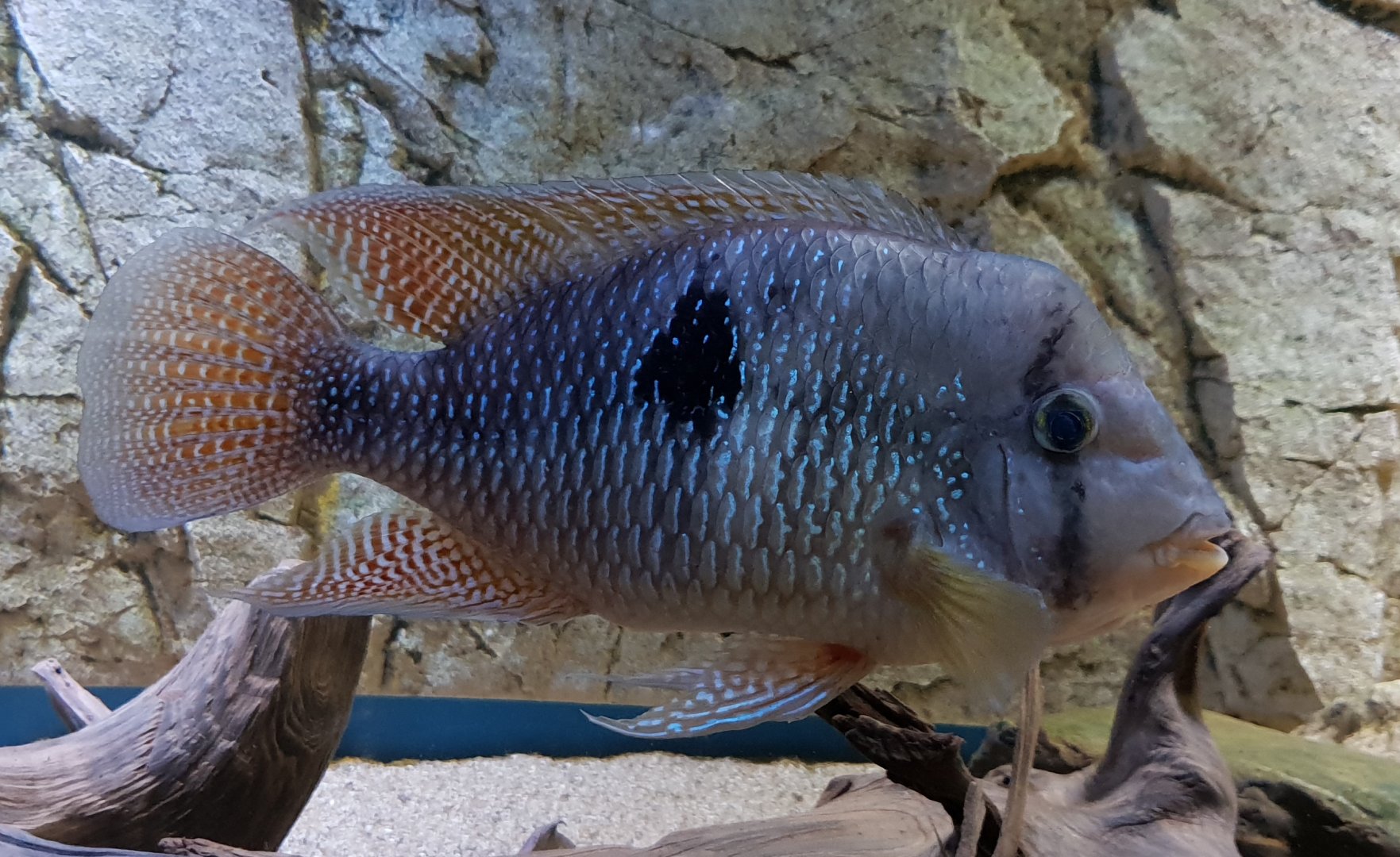Geophagus brasiliensis