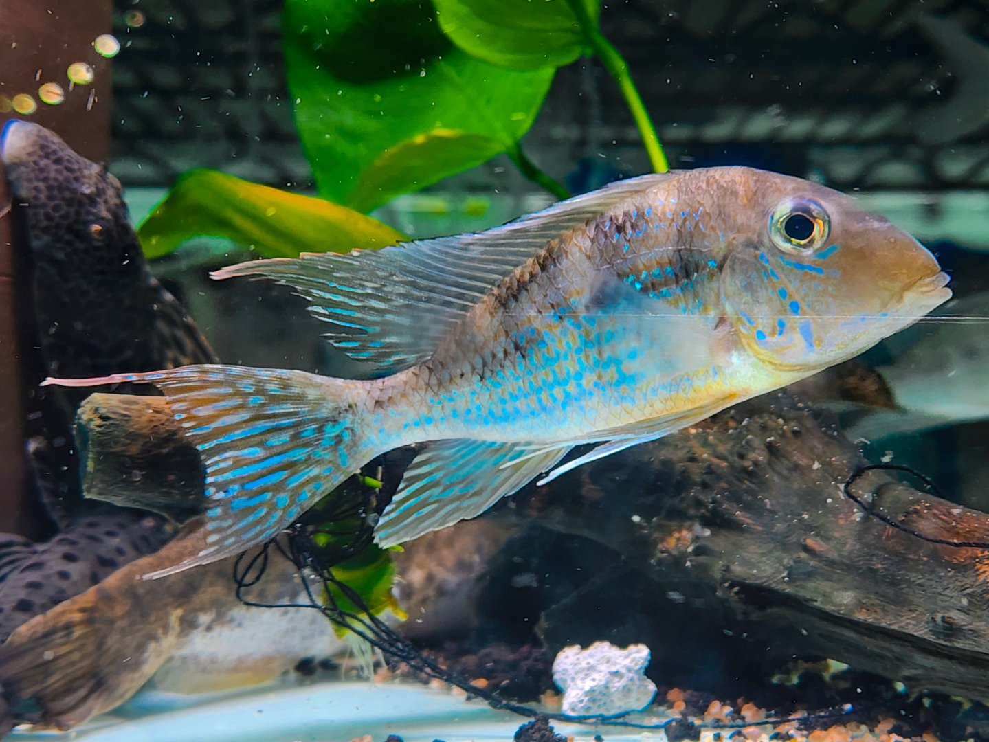 Geophagus mirabilis