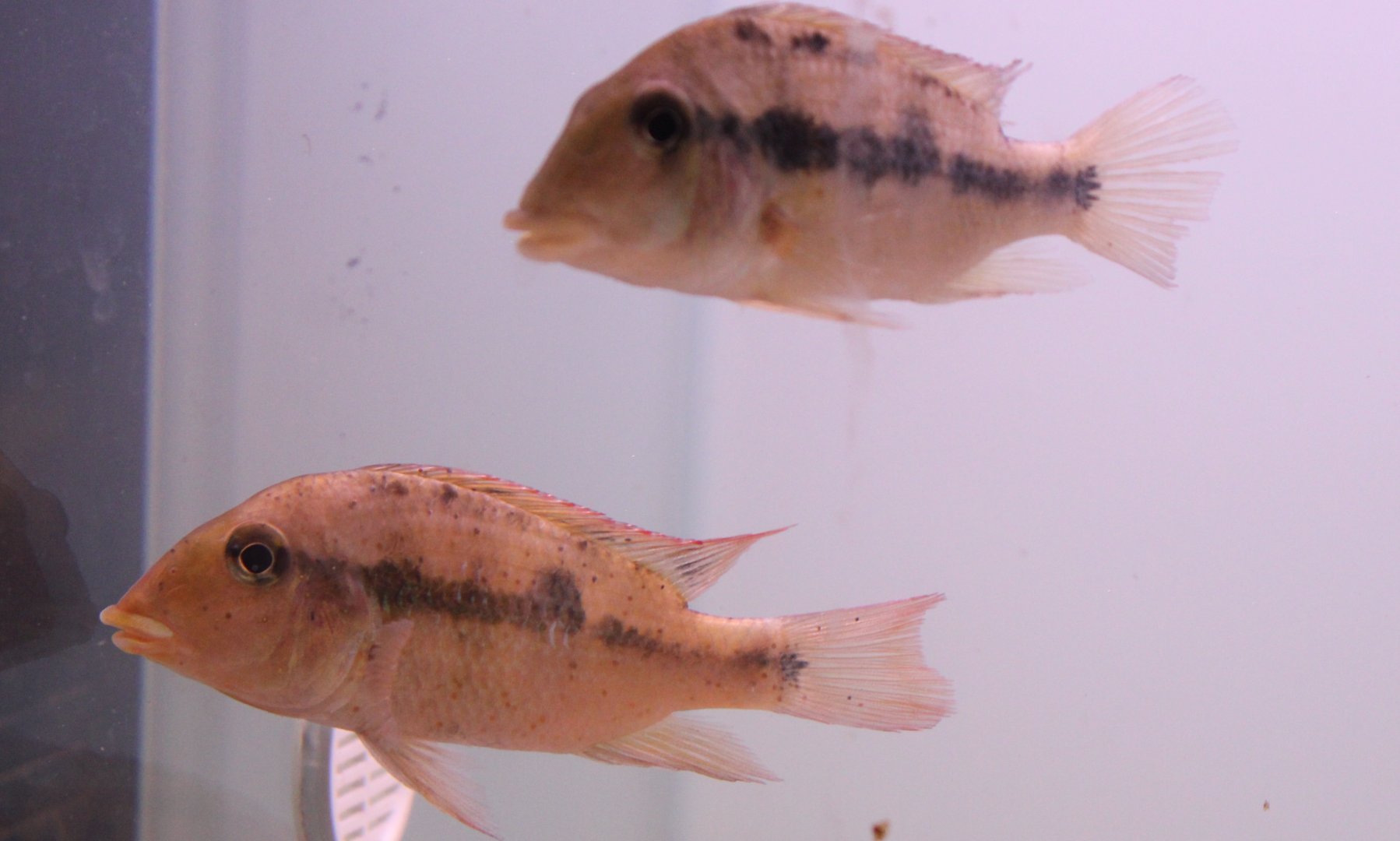 Geophagus pellegrini